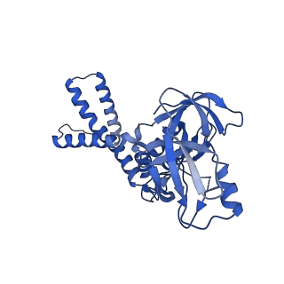 41204_8tew_V_v1-0
Human cytomegalovirus penton vertex, CVSC-bound configuration