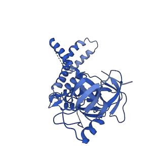 41204_8tew_Y_v1-0
Human cytomegalovirus penton vertex, CVSC-bound configuration