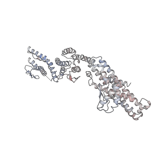 10491_6tf9_VP1_v1-2
Structure of the vertebrate gamma-Tubulin Ring Complex