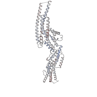 10491_6tf9_cP1_v1-2
Structure of the vertebrate gamma-Tubulin Ring Complex