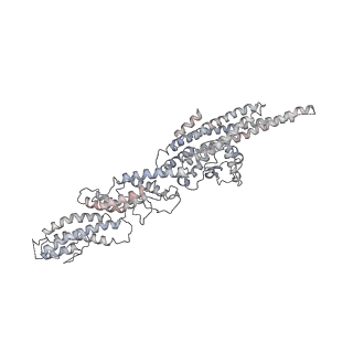 10491_6tf9_eP1_v1-2
Structure of the vertebrate gamma-Tubulin Ring Complex