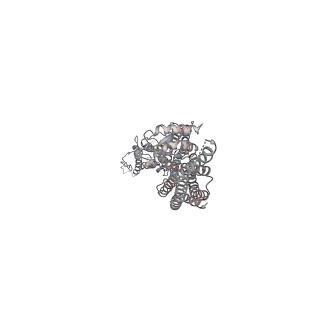 10491_6tf9_fP1_v1-2
Structure of the vertebrate gamma-Tubulin Ring Complex