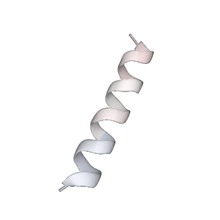 10491_6tf9_gP1_v1-2
Structure of the vertebrate gamma-Tubulin Ring Complex