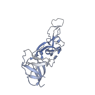 25858_7tf1_F_v1-0
Cryo-EM structure of SARS-CoV-2 Kappa (B.1.617.1) Q484I spike protein (focused refinement of RBD)