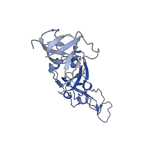 25861_7tf4_D_v1-0
Cryo-EM structure of SARS-CoV-2 Kappa (B.1.617.1) spike protein (focused refinement of RBD)