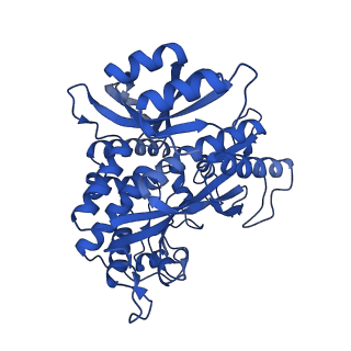 41228_8tfb_D_v1-1
Cryo-EM structure of the Methanosarcina mazei apo glutamin synthetase structure: dodecameric form