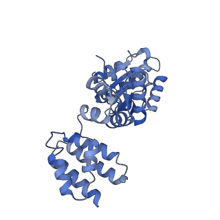 25568_7thj_B_v1-2
Structure of the yeast clamp loader (Replication Factor C RFC) bound to the sliding clamp (Proliferating Cell Nuclear Antigen PCNA) in an autoinhibited conformation