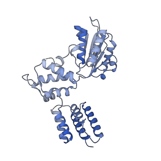 25568_7thj_C_v1-2
Structure of the yeast clamp loader (Replication Factor C RFC) bound to the sliding clamp (Proliferating Cell Nuclear Antigen PCNA) in an autoinhibited conformation