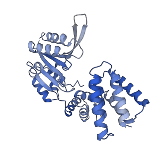 25568_7thj_E_v1-1
Structure of the yeast clamp loader (Replication Factor C RFC) bound to the sliding clamp (Proliferating Cell Nuclear Antigen PCNA) in an autoinhibited conformation