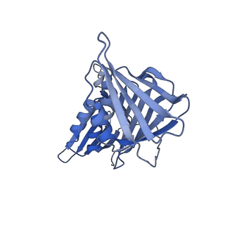 25568_7thj_G_v1-1
Structure of the yeast clamp loader (Replication Factor C RFC) bound to the sliding clamp (Proliferating Cell Nuclear Antigen PCNA) in an autoinhibited conformation