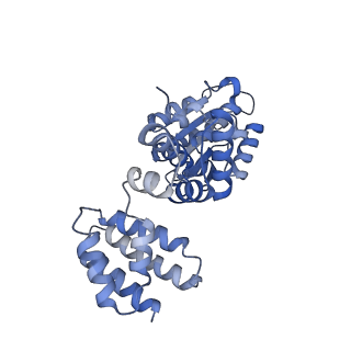 25614_7thv_B_v1-2
Structure of the yeast clamp loader (Replication Factor C RFC) bound to the sliding clamp (Proliferating Cell Nuclear Antigen PCNA) in an autoinhibited conformation