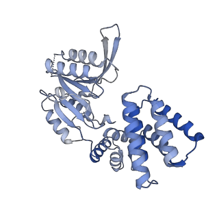 25614_7thv_E_v1-2
Structure of the yeast clamp loader (Replication Factor C RFC) bound to the sliding clamp (Proliferating Cell Nuclear Antigen PCNA) in an autoinhibited conformation