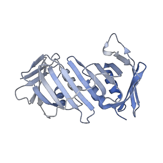 25614_7thv_F_v1-2
Structure of the yeast clamp loader (Replication Factor C RFC) bound to the sliding clamp (Proliferating Cell Nuclear Antigen PCNA) in an autoinhibited conformation