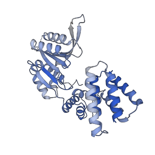 25569_7tic_E_v1-1
Structure of the yeast clamp loader (Replication Factor C RFC) bound to the sliding clamp (Proliferating Cell Nuclear Antigen PCNA) in an autoinhibited conformation