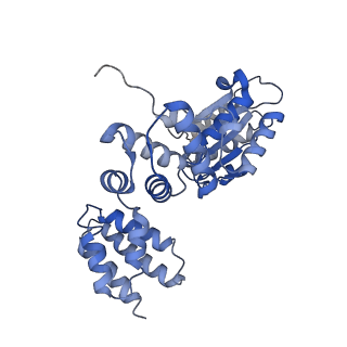 25616_7tib_B_v1-2
Structure of the yeast clamp loader (Replication Factor C RFC) bound to the open sliding clamp (Proliferating Cell Nuclear Antigen PCNA) and primer-template DNA