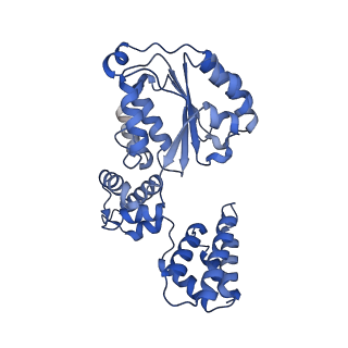 25616_7tib_D_v1-2
Structure of the yeast clamp loader (Replication Factor C RFC) bound to the open sliding clamp (Proliferating Cell Nuclear Antigen PCNA) and primer-template DNA