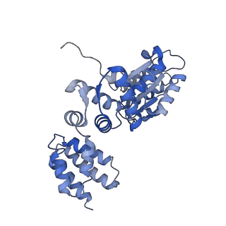 25617_7tid_B_v1-2
Structure of the yeast clamp loader (Replication Factor C RFC) bound to the sliding clamp (Proliferating Cell Nuclear Antigen PCNA) and primer-template DNA