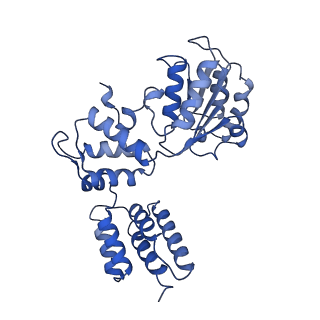 25753_7ti8_C_v1-1
Structure of the yeast clamp loader (Replication Factor C RFC) bound to the open sliding clamp (Proliferating Cell Nuclear Antigen PCNA)
