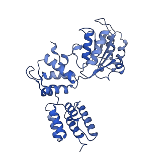 25753_7ti8_C_v1-2
Structure of the yeast clamp loader (Replication Factor C RFC) bound to the open sliding clamp (Proliferating Cell Nuclear Antigen PCNA)