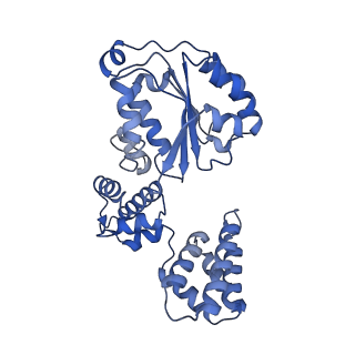 25753_7ti8_D_v1-2
Structure of the yeast clamp loader (Replication Factor C RFC) bound to the open sliding clamp (Proliferating Cell Nuclear Antigen PCNA)