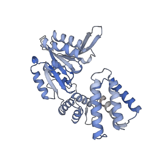 25753_7ti8_E_v1-2
Structure of the yeast clamp loader (Replication Factor C RFC) bound to the open sliding clamp (Proliferating Cell Nuclear Antigen PCNA)