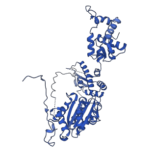 25926_7tji_A_v1-0
S. cerevisiae ORC bound to 84 bp ARS1 DNA and Cdc6 (state 2) with flexible Orc6 N-terminal domain