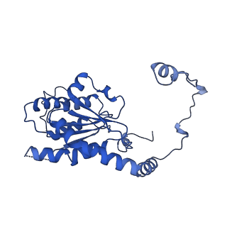 25926_7tji_B_v1-0
S. cerevisiae ORC bound to 84 bp ARS1 DNA and Cdc6 (state 2) with flexible Orc6 N-terminal domain
