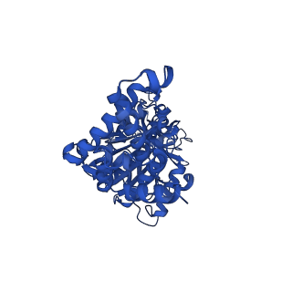 25930_7tjs_F_v1-2
Yeast ATP synthase F1 region State 1-3catalytic beta_tight closed without exogenous ATP