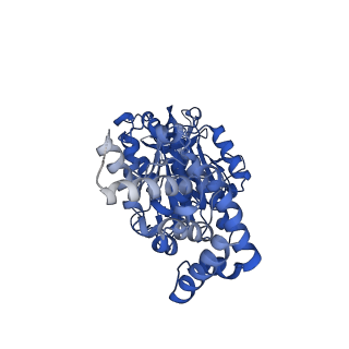 25931_7tjt_B_v1-2
Yeast ATP synthase F1 region State 1-3catalytic beta_tight open without exogenous ATP