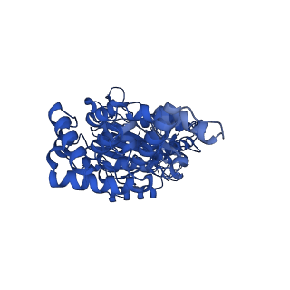 25931_7tjt_C_v1-2
Yeast ATP synthase F1 region State 1-3catalytic beta_tight open without exogenous ATP