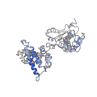 25615_7tku_A_v1-1
Structure of the yeast clamp loader (Replication Factor C RFC) bound to the open sliding clamp (Proliferating Cell Nuclear Antigen PCNA)