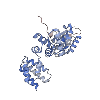 25615_7tku_B_v1-1
Structure of the yeast clamp loader (Replication Factor C RFC) bound to the open sliding clamp (Proliferating Cell Nuclear Antigen PCNA)