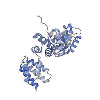 25615_7tku_B_v1-2
Structure of the yeast clamp loader (Replication Factor C RFC) bound to the open sliding clamp (Proliferating Cell Nuclear Antigen PCNA)