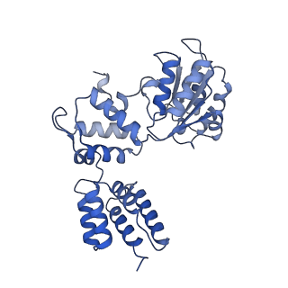 25615_7tku_C_v1-2
Structure of the yeast clamp loader (Replication Factor C RFC) bound to the open sliding clamp (Proliferating Cell Nuclear Antigen PCNA)