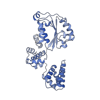 25615_7tku_D_v1-2
Structure of the yeast clamp loader (Replication Factor C RFC) bound to the open sliding clamp (Proliferating Cell Nuclear Antigen PCNA)