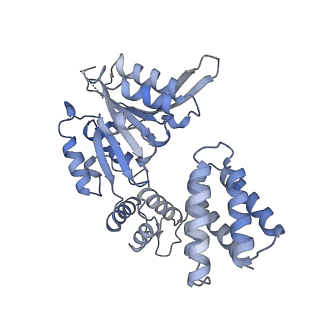 25615_7tku_E_v1-1
Structure of the yeast clamp loader (Replication Factor C RFC) bound to the open sliding clamp (Proliferating Cell Nuclear Antigen PCNA)