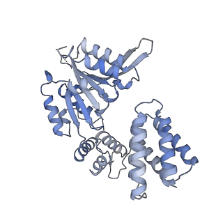 25615_7tku_E_v1-2
Structure of the yeast clamp loader (Replication Factor C RFC) bound to the open sliding clamp (Proliferating Cell Nuclear Antigen PCNA)