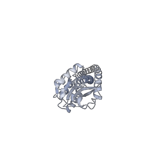 25948_7tk0_G_v1-1
Yeast ATP synthase State 1catalytic(c) without exogenous ATP backbone model