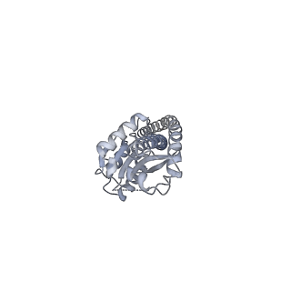 25948_7tk0_G_v1-2
Yeast ATP synthase State 1catalytic(c) without exogenous ATP backbone model