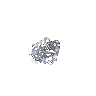 25960_7tk8_G_v1-1
Yeast ATP synthase State 1catalytic(c) with 10 mM ATP backbone model