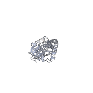 25960_7tk8_G_v1-2
Yeast ATP synthase State 1catalytic(c) with 10 mM ATP backbone model