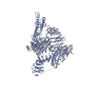 41323_8tk8_D_v1-0
Human Type 3 IP3 Receptor - Resting State (+IP3/ATP)