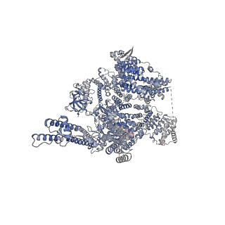 41348_8tke_A_v1-0
Human Type 3 IP3 Receptor - Preactivated+Ca2+ State (+IP3/ATP/JD Ca2+)