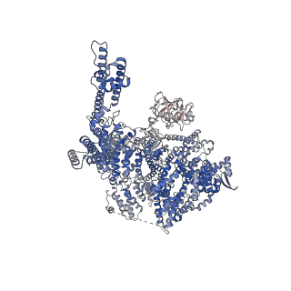 41350_8tkg_D_v1-0
Human Type 3 IP3 Receptor - Resting State (+IP3/ATP)