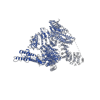 41351_8tkh_A_v1-0
Human Type 3 IP3 Receptor - Labile Resting State 1 (+IP3/ATP)