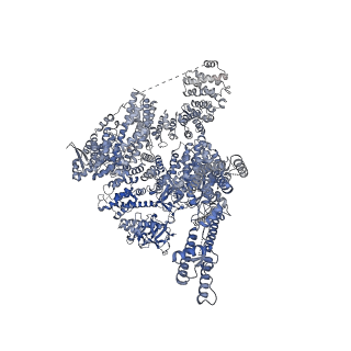41352_8tki_B_v1-0
Human Type 3 IP3 Receptor - Labile Resting State 2 (+IP3/ATP)