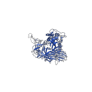 25983_7tl1_A_v1-1
SARS-CoV-2 Omicron 3-RBD down Spike Protein Trimer without the P986-P987 stabilizing mutations (S-GSAS-Omicron)