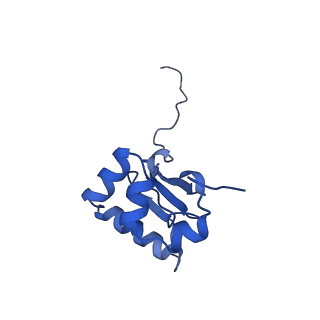 10519_6tmf_U_v1-2
Structure of an archaeal ABCE1-bound ribosomal post-splitting complex