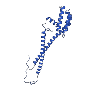 10520_6tmg_L_v1-1
Cryo-EM structure of Toxoplasma gondii mitochondrial ATP synthase dimer, membrane region model