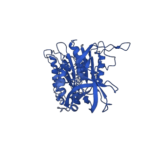 10521_6tmh_D_v1-1
Cryo-EM structure of Toxoplasma gondii mitochondrial ATP synthase dimer, OSCP/F1/c-ring model